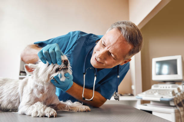 Best Pediatric Emergency Dentist in East Flat Rock, NC